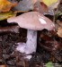 čirůvka fialová (Houby), Lepista nuda, Tricholomataceae (Fungi)