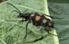 Tesařík čtveropásý (Brouci), Leptura quadrifasciata, Cerambycidae, Lepturini (Coleoptera)