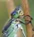 Šídlatka velká (Vážky), Lestes viridis (Odonata)