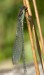 Šídlatka velká (Vážky), Lestes viridis (Odonata)