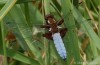 vážka ploská (Vážky), Libellula depressa (Odonata)