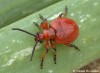 Chřestovníček cibulový (Brouci), Lilioceris merdigera (Coleoptera)