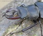 roháč obecný (Brouci), Lucanus cervus, Scarabaeoidea, Lucanidae (Coleoptera)