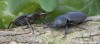 roháč obecný (Brouci), Lucanus cervus, Scarabaeoidea, Lucanidae (Coleoptera)