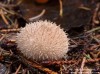 pýchavka ježatá (Houby), Lycoperdon echinatum, Lycoperdaceae (Fungi)