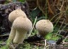 Pýchavka obecná (Houby), Lycoperdon perlatum, Lycoperdaceae (Fungi)