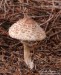 bedla červenající (Houby), Macrolepiota rhacodes,  Agaricaceae (Fungi)