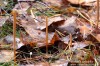 kyj rourkovitý (Houby), Macrotyphula fistulosa, Clavariaceae (Fungi)