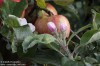 jabloň domácí (Stromy), Malus domestica (Dendron)