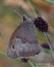 Okáč luční (Motýli), Maniola jurtina (Lepidoptera)