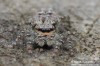 skákavka veliká (Pavouci), Marpissa muscosa (Arachnida)