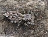 skákavka veliká (Pavouci), Marpissa muscosa (Arachnida)