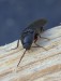 kovařík protáhlý (Brouci), Melanotus villosus (Coleoptera)