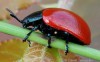 mandelinka topolová (Brouci), Chrysomela populi (Melasoma populi) (Coleoptera)