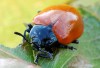 mandelinka topolová (Brouci), Chrysomela populi (Melasoma populi) (Coleoptera)