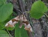 lišaj lipový (Motýli), Mimas tiliae (Lepidoptera)