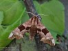 lišaj lipový (Motýli), Mimas tiliae (Lepidoptera)