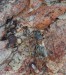 polokrovečník menší (Brouci), Molorchus minor minor, Cerambycidae, Molorchini (Coleoptera)