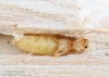 polokrovečník menší (Brouci), Molorchus minor minor, Cerambycidae, Molorchini (Coleoptera)