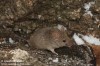 myš domácí (Savci), Mus musculus, Muridae (Mammalia)