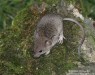 myš domácí (Savci), Mus musculus, Muridae (Mammalia)