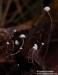 helmovka mnohobratrá (Houby), Mycena polyadelpha, Mycenaceae (Fungi)