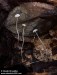 helmovka mnohobratrá (Houby), Mycena polyadelpha, Mycenaceae (Fungi)