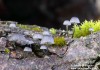 helmovka koromilná (Houby), Mycena pseudocorticola, Mycenaceaeoc (Fungi)