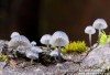 helmovka koromilná (Houby), Mycena pseudocorticola, Mycenaceae (Fungi)