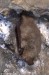 netopýr brvitý (Savci), Myotis emarginatus, Vespertilionidae, Chiroptera (Mammalia)
