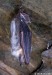 netopýr velký (Savci), Myotis myotis, Vespertilionidae, Chiroptera (Mammalia)