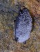 netopýr vousatý (Savci), Myotis mystacinus, Vespertilionidae, Chiroptera (Mammalia)