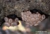rosoloklihatka čirá (Houby), Neobulgaria pura, Helotiaceae (Fungi)