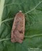 osenice šťovíková (Motýli), Noctua pronuba (Lepidoptera)