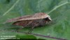 osenice šťovíková (Motýli), Noctua pronuba (Lepidoptera)