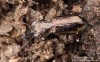 vláhomil (Brouci), Notiophilus aquaticus, Carabidae, Notiophilini (Coleoptera)