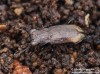 vláhomil (Brouci), Notiophilus biguttatus, Carabidae, Notiophilini (Coleoptera)