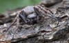 křižák podkorní (Pavouci), Nuctenea umbratica (Arachnida)