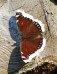 Babočka osiková (Motýli), Nymphalis antiopa (Lepidoptera)