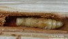 kozlíček dvojtečný (Brouci), Oberea oculata, Cerambycidae, Phytoeciini (Coleoptera)