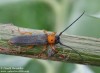 kozlíček dvojtečný (Brouci), Oberea oculata, Cerambycidae, Phytoeciini (Coleoptera)