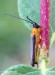 kozlíček (Brouci), Oberea pupillata, Cerambycidae, Phytoeciini (Coleoptera)