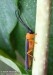 kozlíček (Brouci), Oberea pupillata, Cerambycidae, Phytoeciini (Coleoptera)