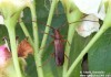 tesařík (Brouci), Obrium brunneum, Cerambycidae, Obriini (Coleoptera)