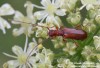 tesařík (Brouci), Obrium brunneum, Cerambycidae, Obriini (Coleoptera)
