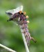 štětconoš trnkový (Motýli), Orgyia antiqua (Lepidoptera)