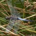 vážka černořitná (Vážky), Orthetrum cancellatum (Odonata)