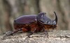 nosorožík kapucínek (Brouci), Oryctes nasicornis ondrejanus, Scarabaeoidea, Oryctini (Coleoptera)