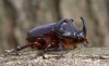 nosorožík kapucínek (Brouci), Oryctes nasicornis ondrejanus, Scarabaeoidea, Oryctini (Coleoptera)