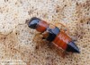 Oxyporus rufus (Brouci), Oxyporus rufus (Coleoptera)